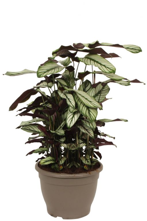 Calathea whitestar