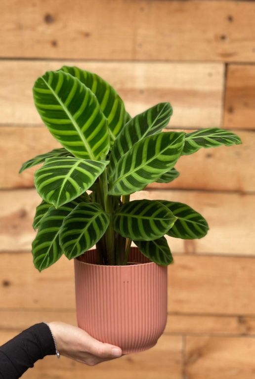 Calathea zebrina kamerplant 1