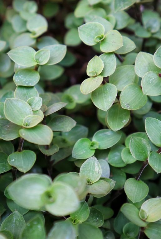 Callisia repens p12 planten