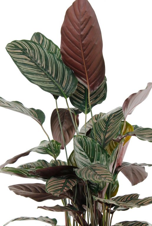 witte strepen in groen blad met paarse onderkant