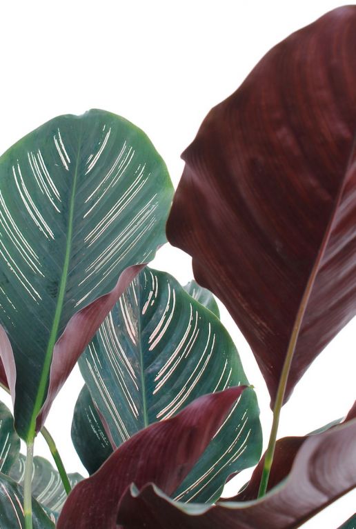 mooie ovale grote bladeren van de calathea pauwenplant