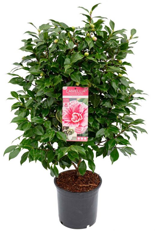 Camellia japonica bonomiana 24