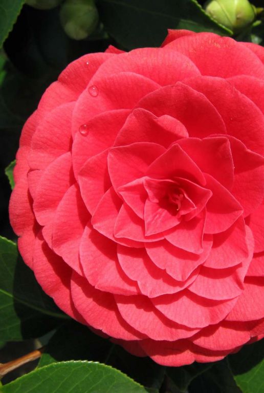 Camellia reticulata black lace tuinplant