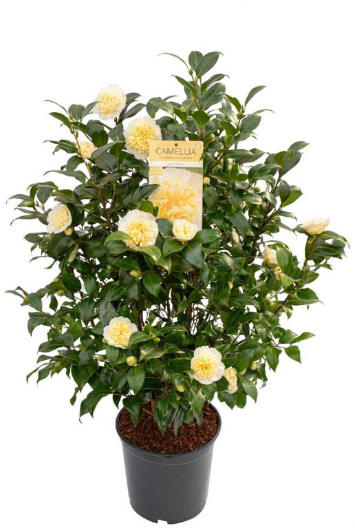 Camellia william bartlett jury s yellow 2