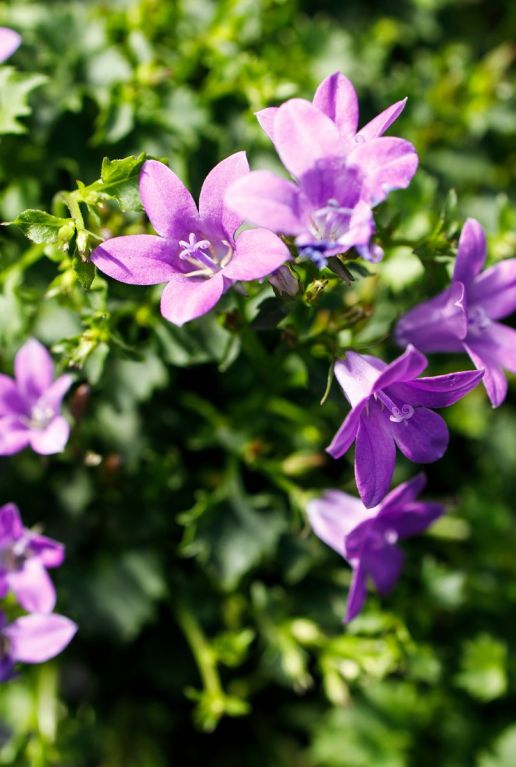 Campanula ambella intense purple p10 tuinplant