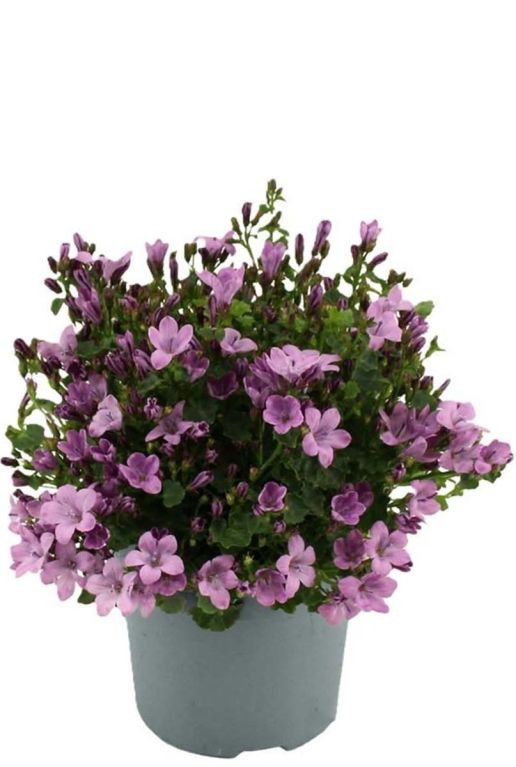 Campanula ambella pink p10