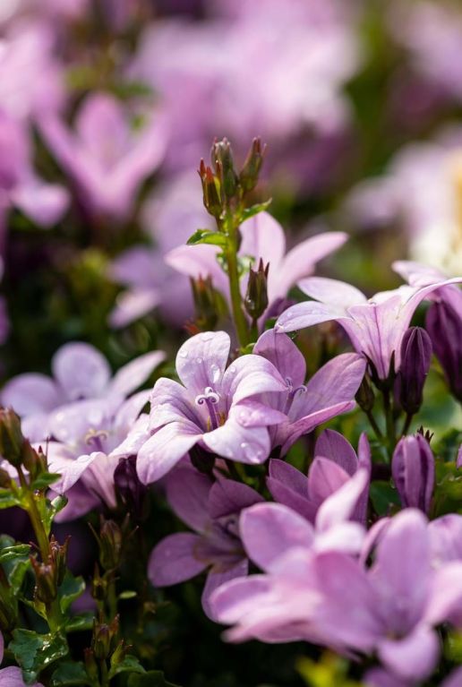 Campanula portenschlagiana ambella pink tuinplant