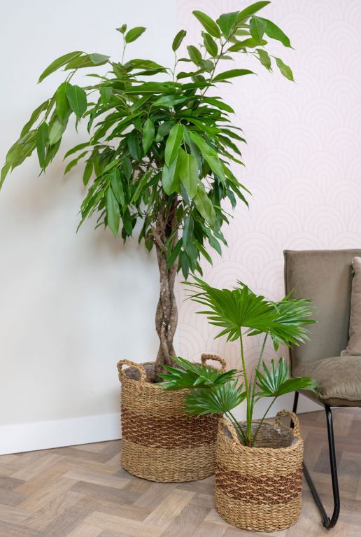 Carst bruine mand planten