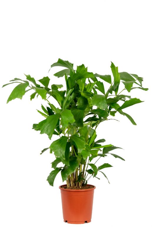 Caryota mitis plant 1