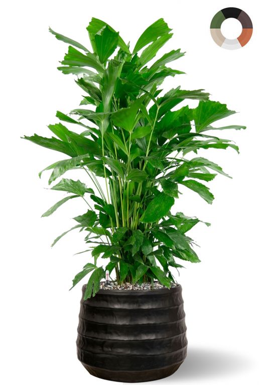 Caryota palm in zwarte pot