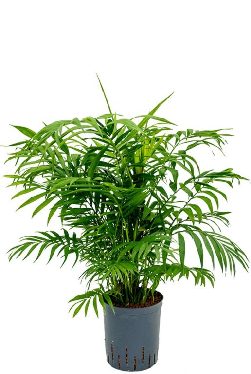 Chamaedorea elegans hydrocultuur 1