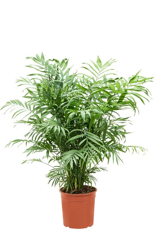 Chamaedorea elegans plant 1