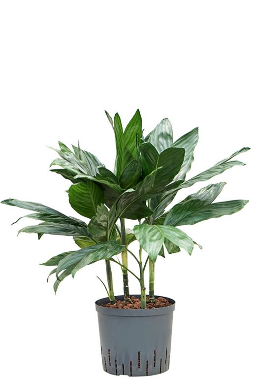 Chamaedorea metallica hydroplant