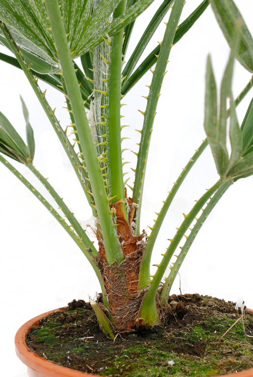 Buitenpalm