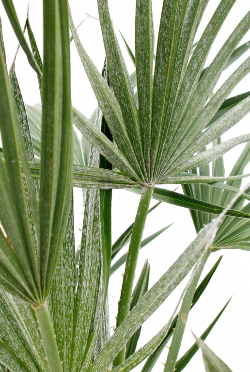 Blad Chamaerops 
