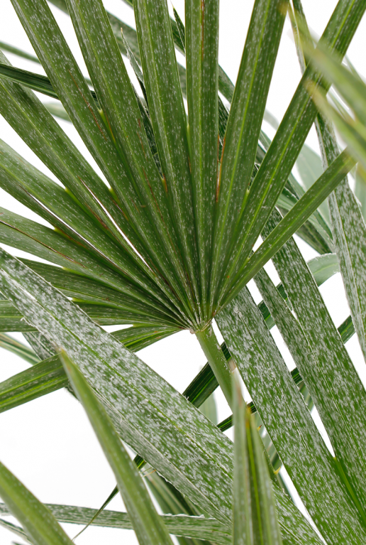 Bladeren Chamaerops humilis