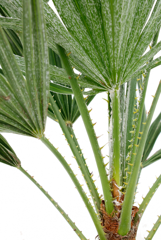 Dwergwaaierpalm