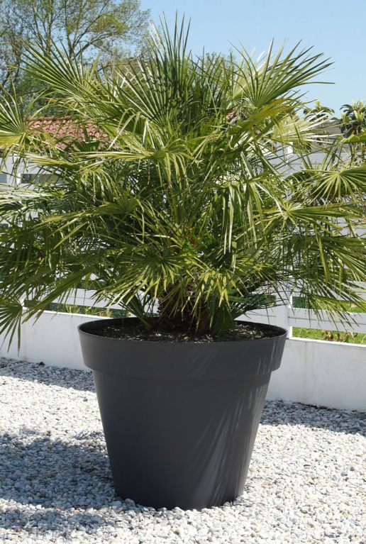Chamaerops humilis p35 tuinplant