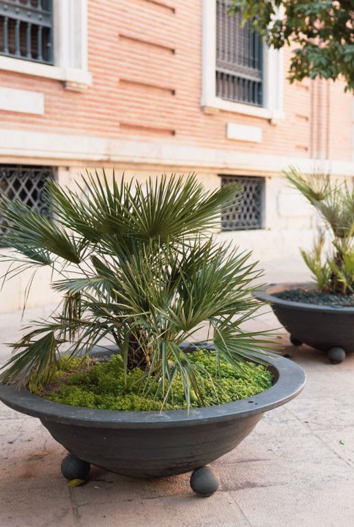Chamaerops humilis palm tuinplant 1
