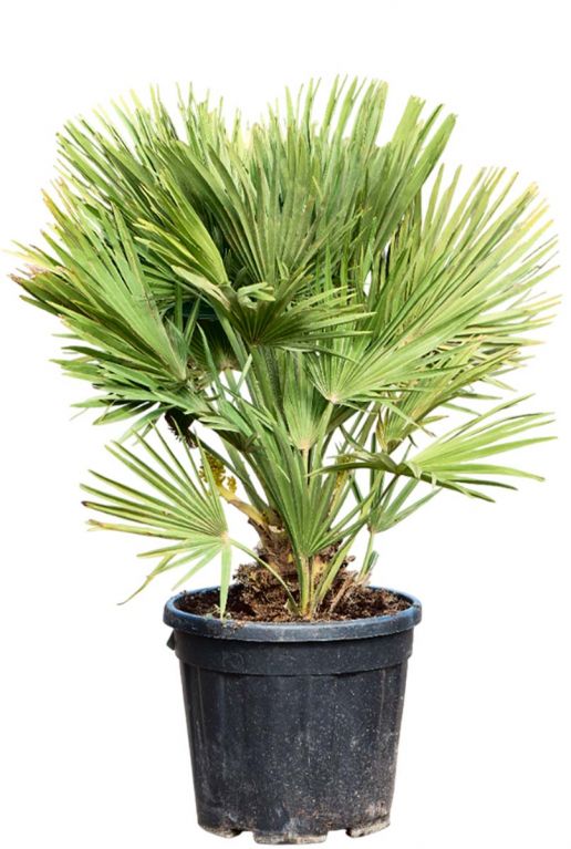 Chamaerops humilis vulcano p30