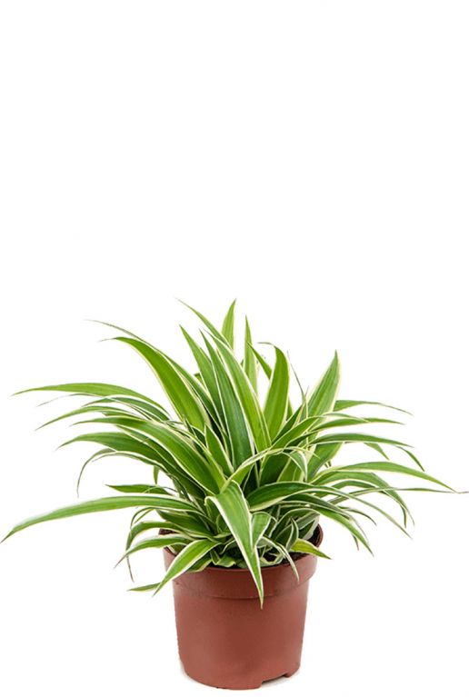 Chlorophytum ocean