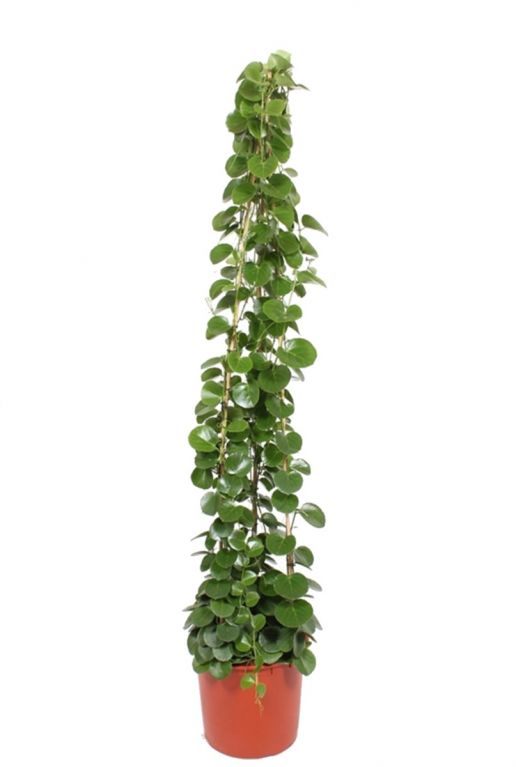 Cissus rotundifolia kamerplant 2