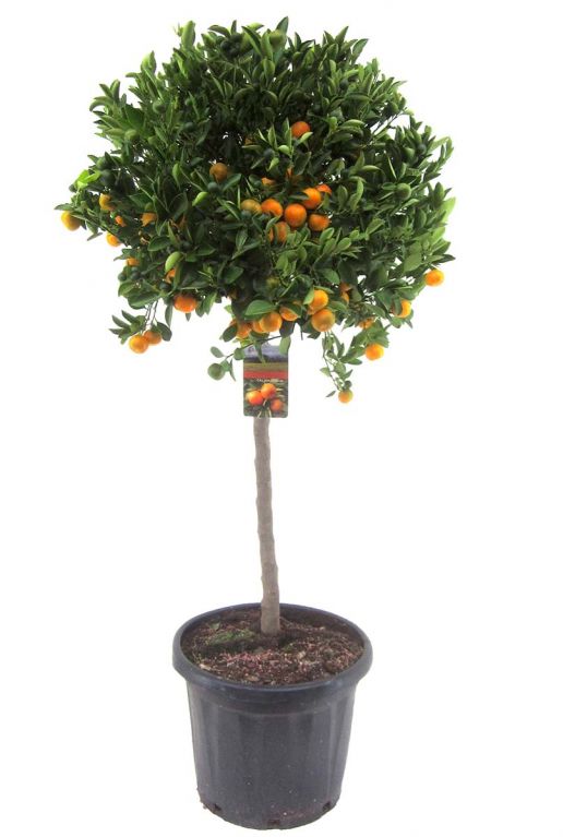 Citrus calamondin p40