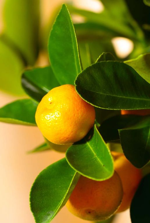 Citrus calamondin plant 2