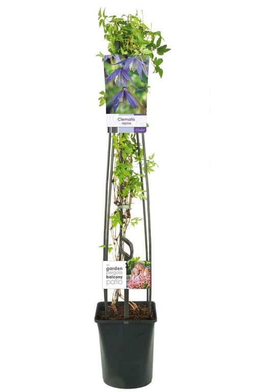 Clematis alpina bloemen