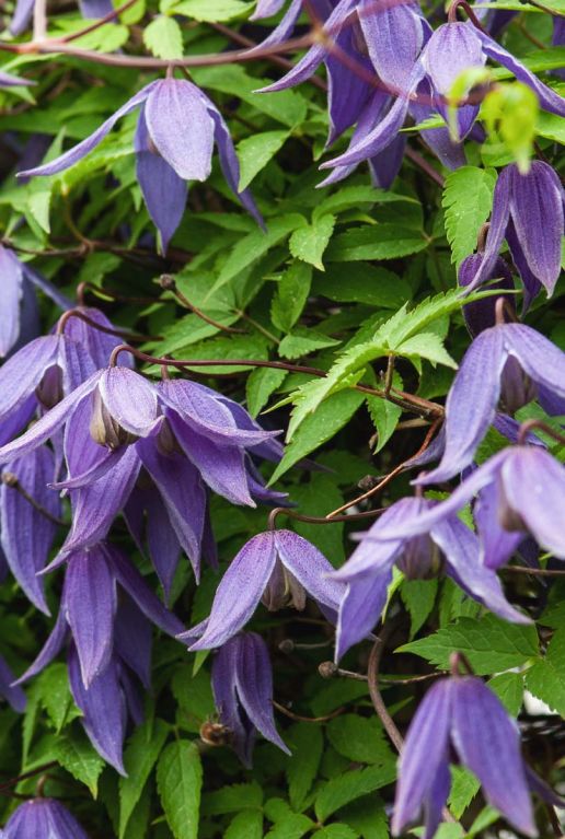 Clematis alpina tuinplant
