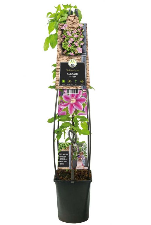 Clematis dr ruppel planten p23
