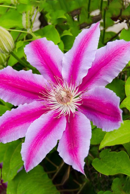Clematis dr ruppel tuinplant p23