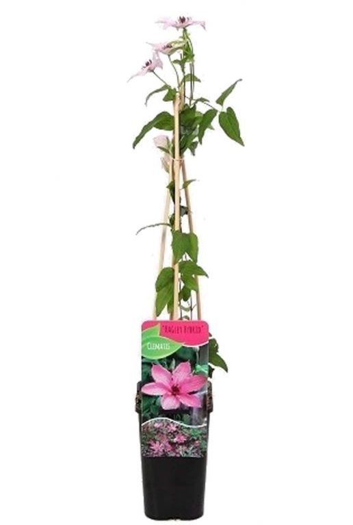 Clematis hagley hybrid p14