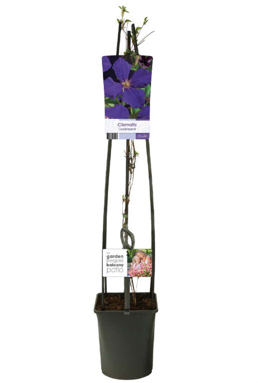 Clematis jackmanii plant p23