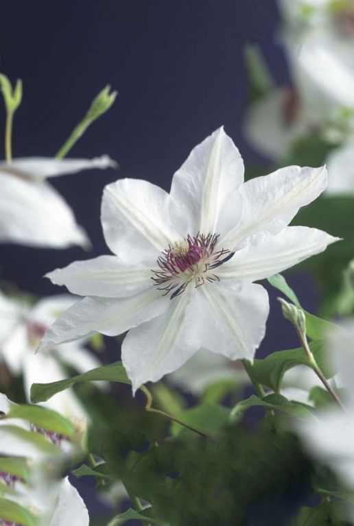Clematis miss bateman tuinplant 1