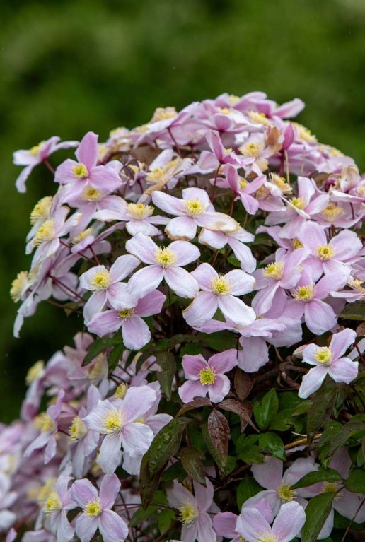 Clematis montana tetrarose tuinplant 14