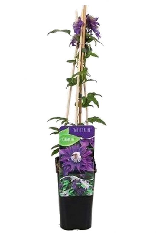 Clematis multi blue plant p14