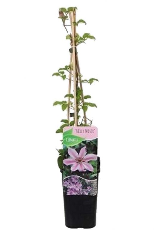 Syngonium Pink Splash