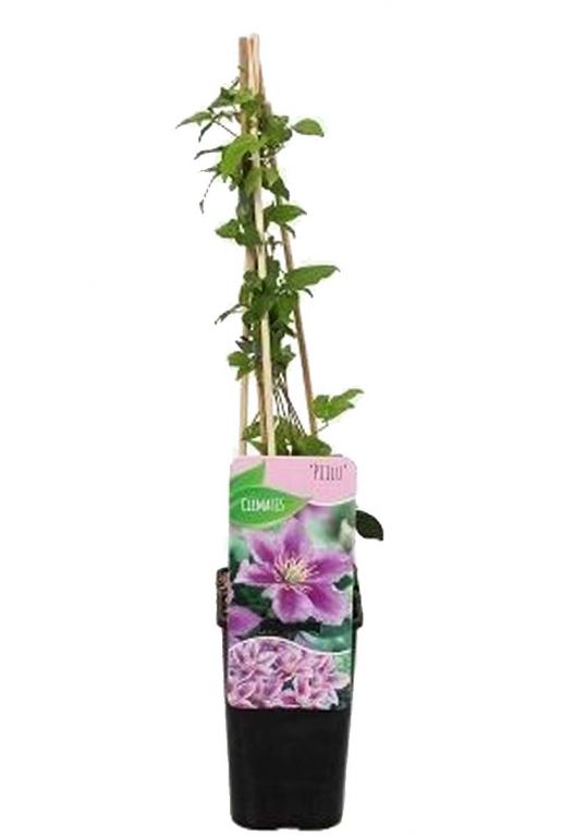 Clematis piilu plant p14