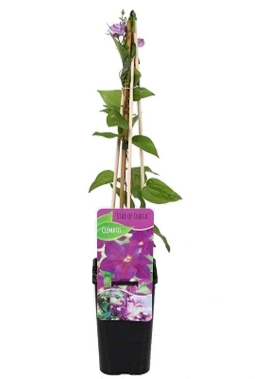 Clematis star of india p14