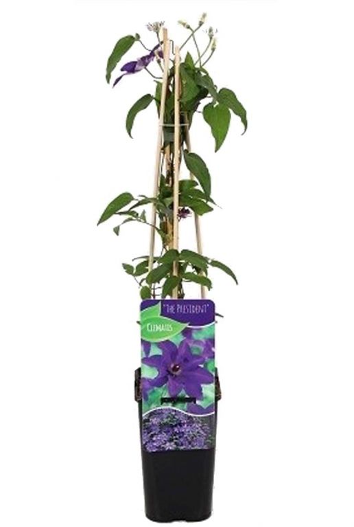 Clematis the president p14