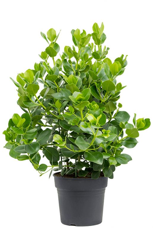 Clusia rosea