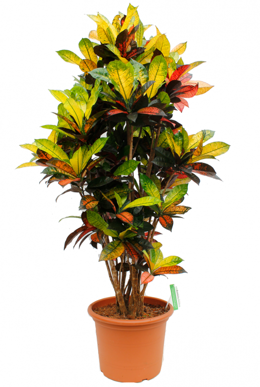 CODIAEUM MRS.ICETON - WONDERSTRUIK 40cm