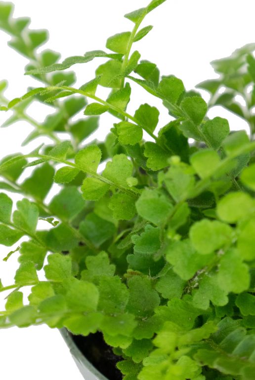 Cordifolia duffii blad