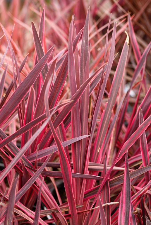 Cordyline australis red star tuinplant