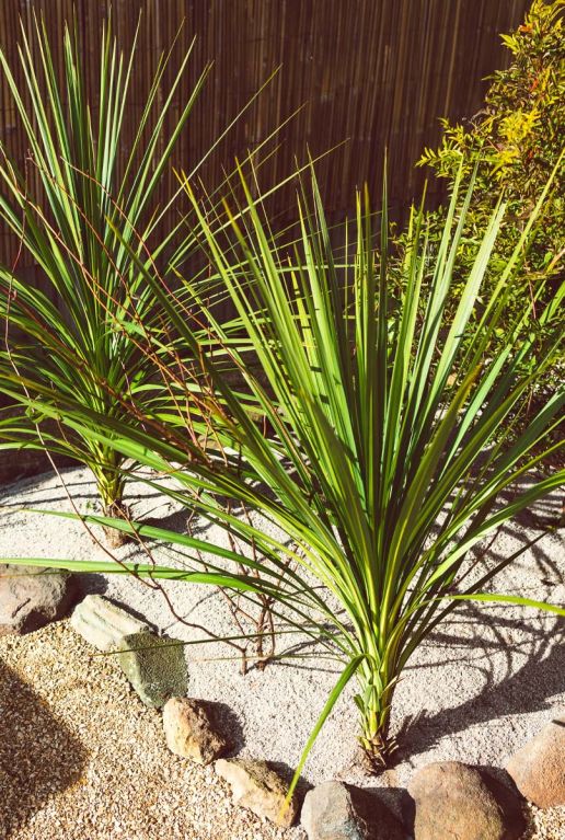 Cordyline australis tuinplant p21