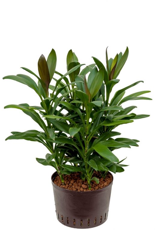 Cordyline glauca hydrocultuur kamerplant