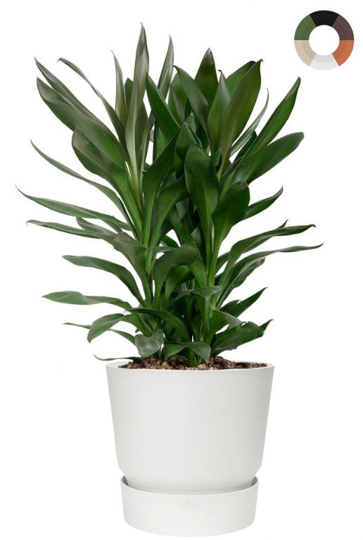 Cordyline glauca in greenville pot 1