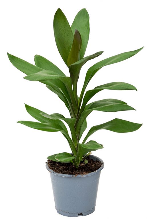 Cordyline glauca plant