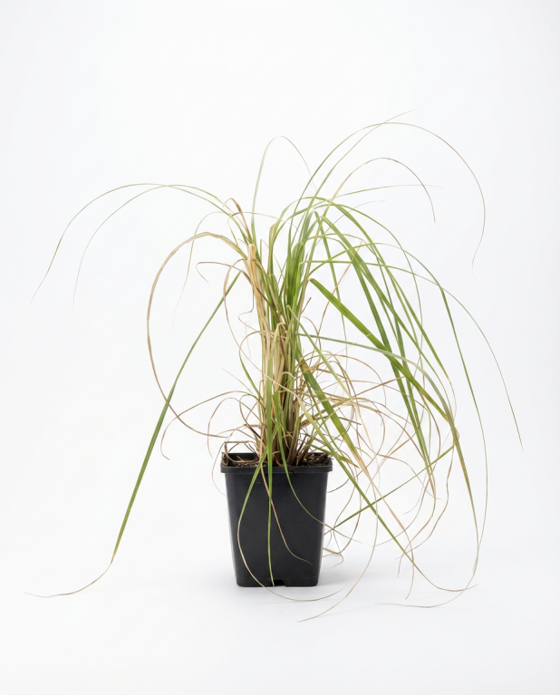Cortaderia-rosea-01